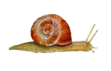 Schnecke